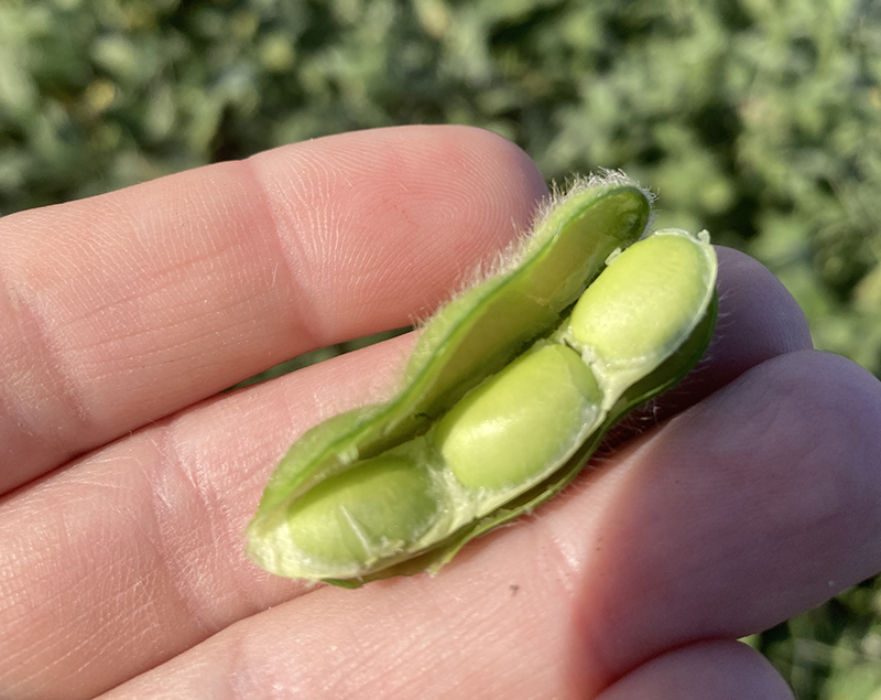 26 soybeans R6 2.jpeg